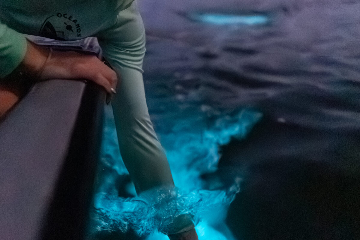 Bioluminescent plankton glowing blue-green around a hand lifted from the water at night, off La Parguera, Puerto Rico