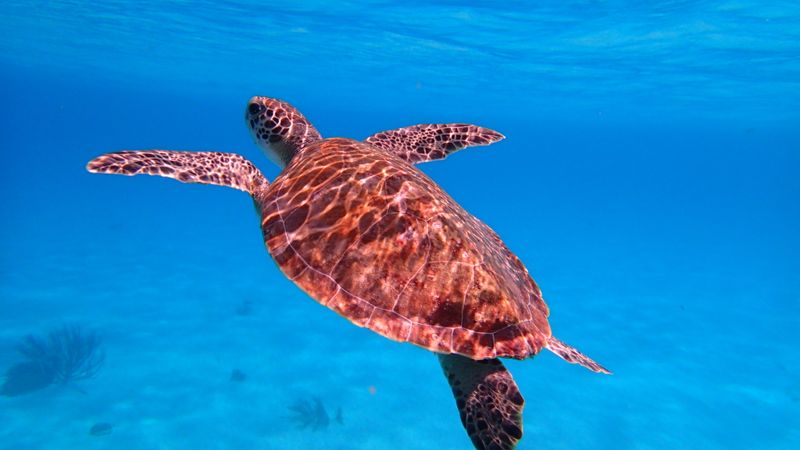 Puerto Rico Snorkeling Tours: Reefs, Sea Turtles & Island Trips