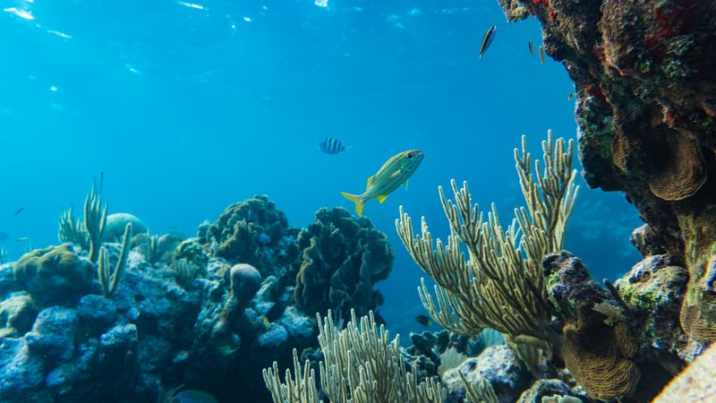 Puerto Rico vs US Virgin Islands for Snorkeling