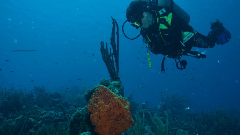 Scuba Diving in Puerto Rico: Beginner Dives, Boat Trips & Certification