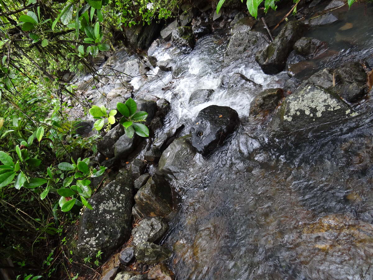 Lush green El Yunque rainforest at night, home to the coqui frog