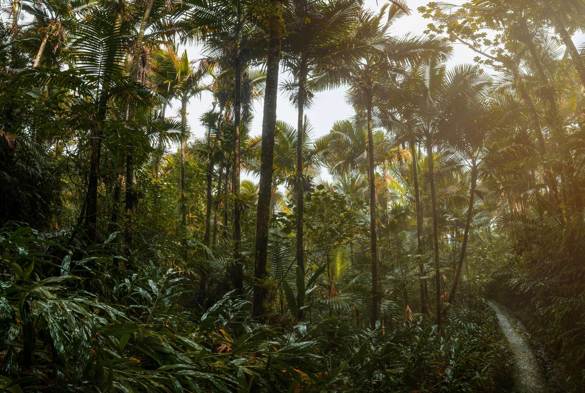 A narrow trail through dense tropical rainforest of sierra palms, with sunlight breaking through the canopy