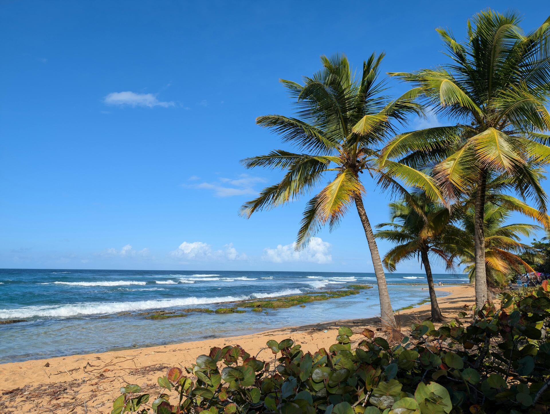 Palm trees leaning over a golden-sand Caribbean shoreline, with a shallow reef and breaking surf offshore